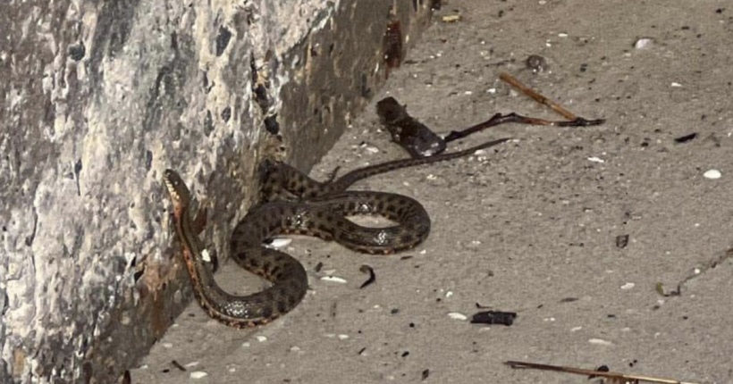 Одеситів попередили про небезпеку: до морського узбережжя почали прибивати змій з Херсонщини