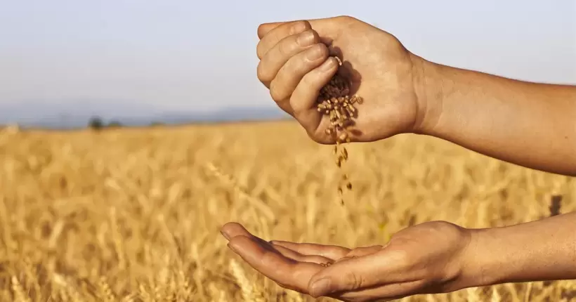 G7 працює над протидією продажу росією краденого українського зерна