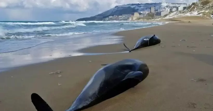 Тонни мастила у Дніпрі та мертві дельфіни: Єрмак назвав наслідки теракту на Каховській ГЕС