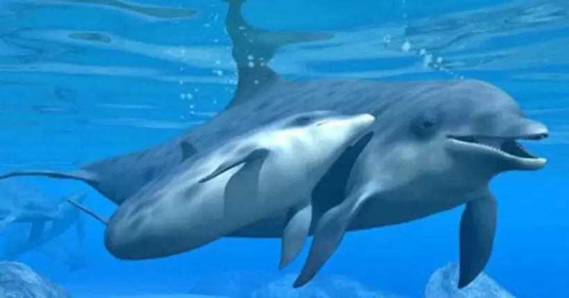 Британська розвідка: рф використовує дельфінів для захисту флоту в Севастополі