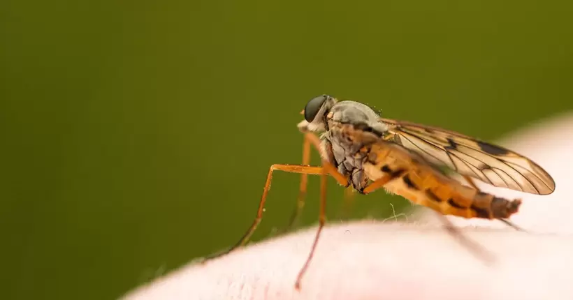 Вперше за 20 років: у США зафіксували спалах малярії