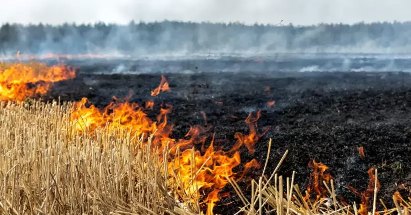 На Миколаївщині вогонь охопив поля з пшеницею: у ДСНС показали наслідки (відео)