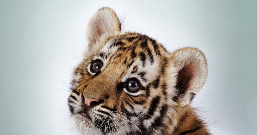 В Москві померло тигреня, яке окупанти викрали з зоопарку Маріуполя і відправили в цирк