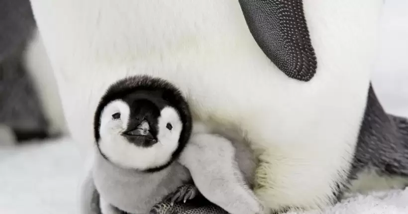 В Антарктиді через глобальне потепління загинули тисячі пташенят імператорських пінгвінів