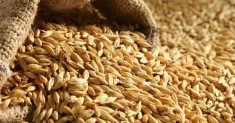 рф вкрала майже 6 млн тонн українського зерна на окупованих територіях, - доповідь Конгресу США
