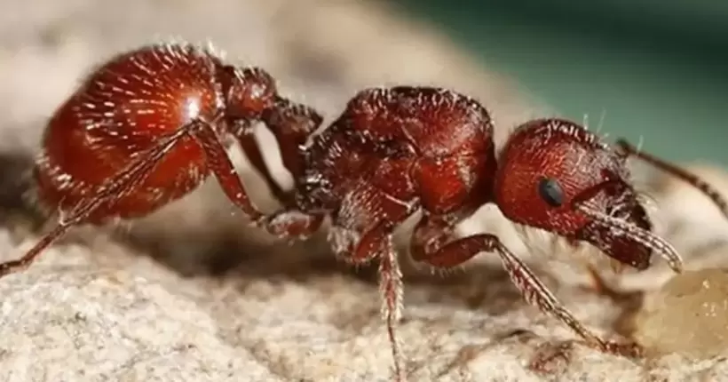 Колонії отруйних червоних вогняних мурах, виявлені в Італії, можуть поширитися по всій Європі, - дослідження