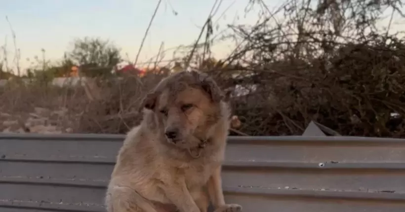 Собака, який постраждав від обстрілу в Сумах, помер