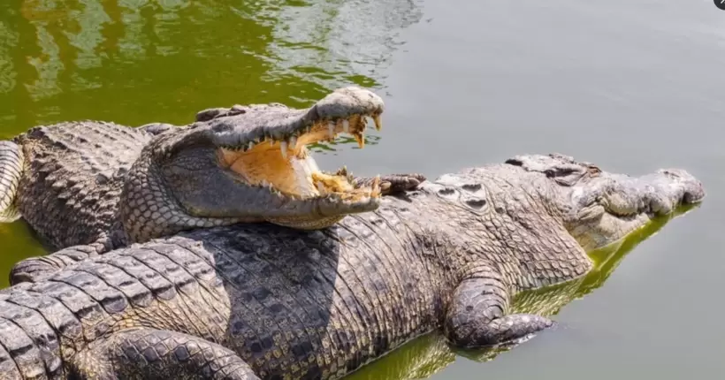 У Китаї через потужну повінь з ферми втекло понад 70 крокодилів: місцевих просять сидіти вдома