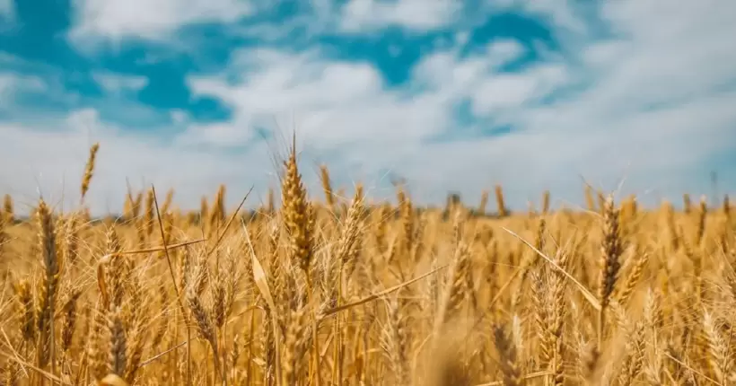 Україна звернеться до арбітражу СОТ у разі блокування Польщею експорту зерна