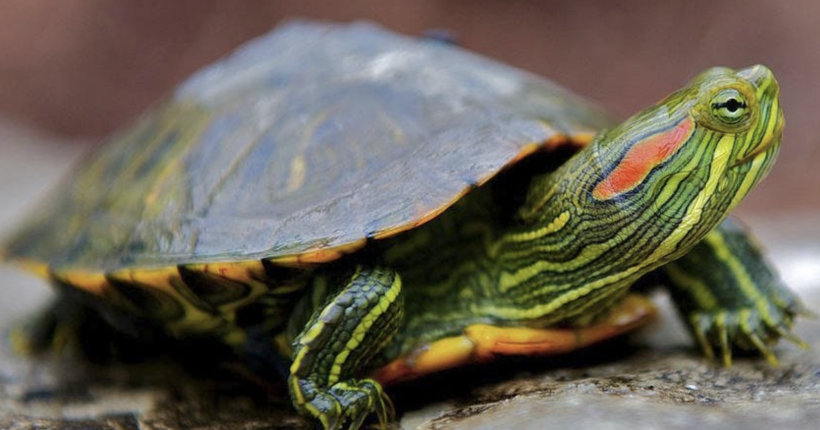 В Одесі чоловік викрав черепаху сусідки і з'їв її: тепер йому загрожує вісім років за ґратами