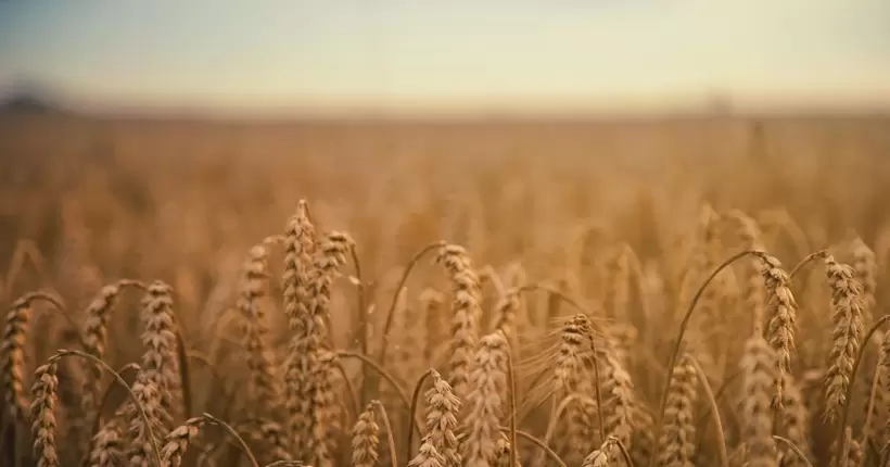 Зернове ембарго: в уряді назвали умову відкликання позовів України до СОТ