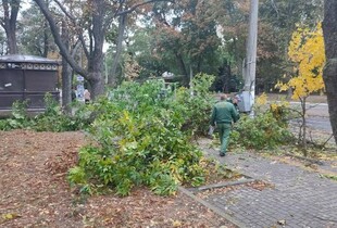 В Одесі через негоду та сильні пориви вітру стався деревопад
