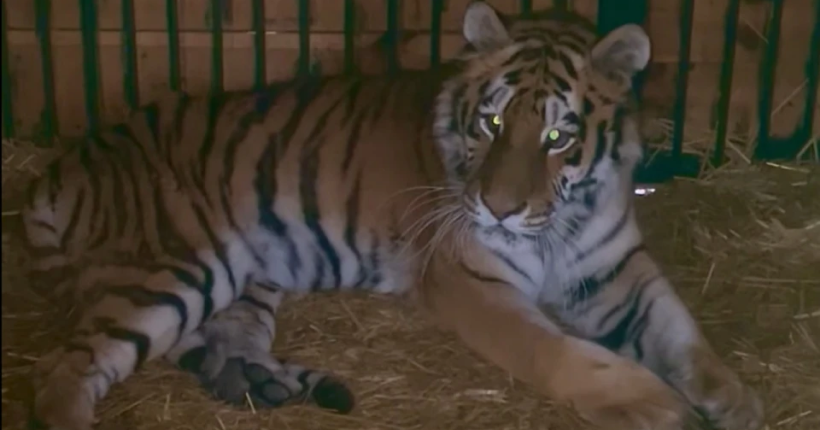 Через ранкову атаку на Київ постраждала тигриця з Центру порятунку тварин