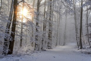 В Україну йде перший сніг: яким областям приготуватися