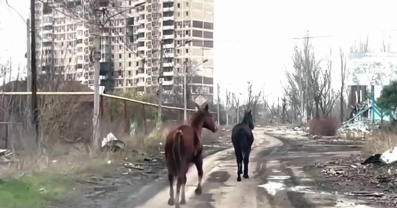Двох коней, які блукали по Авдіївці, евакуювали 