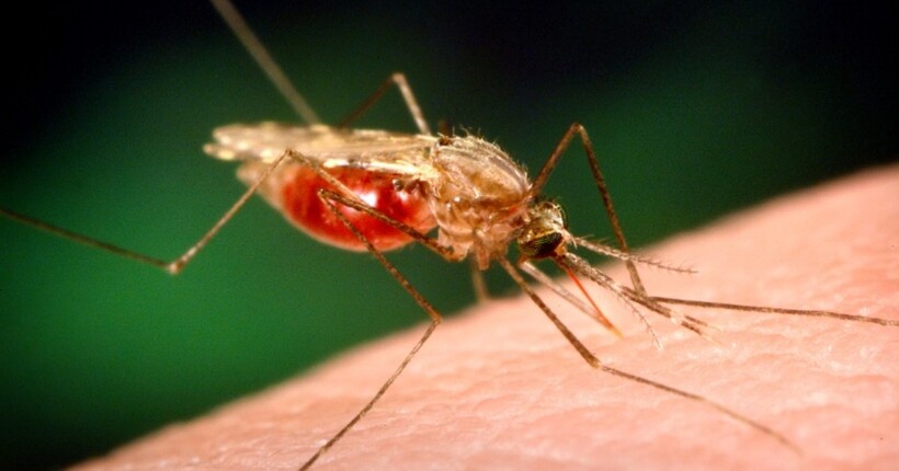 Світ може програти у боротьбі з малярією, торік захворіло 249 млн людей, - ВООЗ