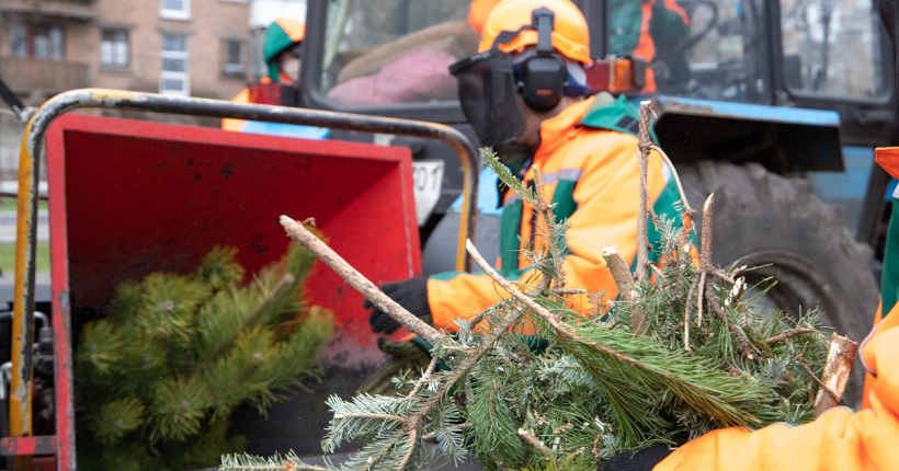 У Києві з 4-го січня запрацюють пункти прийому новорічних ялинок для екологічної утилізації, – КМДА