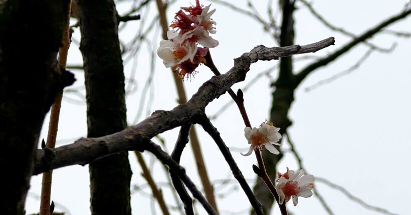 Розквітли посеред зими: у Дніпрі у січні цвітуть сакури