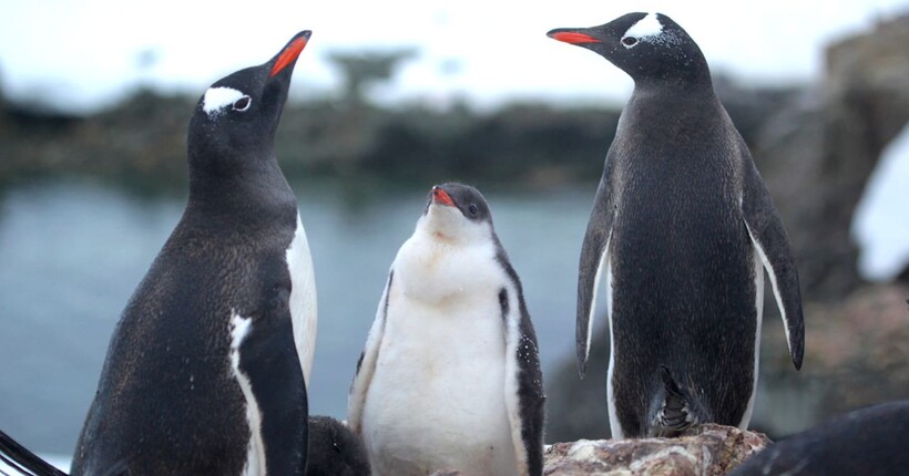 Полярники анонсували пінгвінячий бебі-бум (фото)