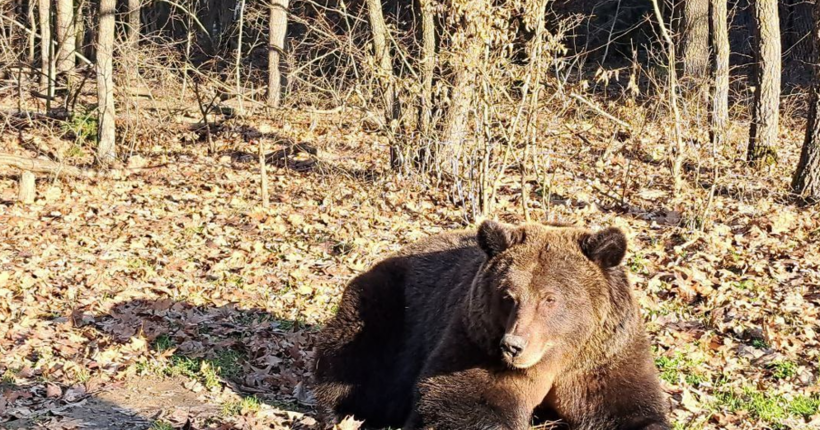 Через теплу зиму на Прикарпатті прокинулись ведмеді: чи зможуть вони знову заснути