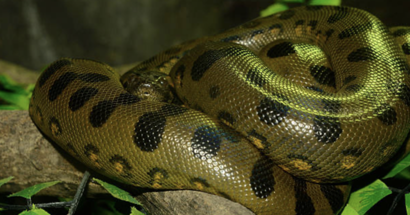 Ідентичні візуально, але зовсім різні генетично: у Еквадорі виявили новий вид найбільшої у світі змії