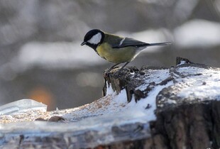 Знову вдарить мороз: прогноз погоди в Україні на 8 березня