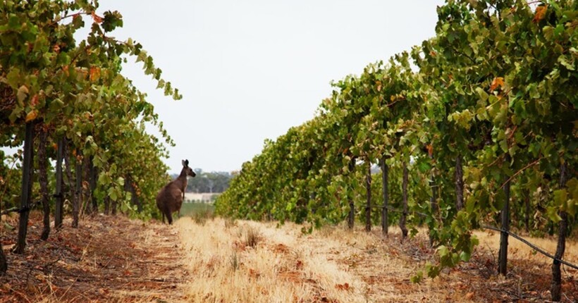 Австралія перебрала з вином: фермери позбуваються мільйонів виноградних лоз