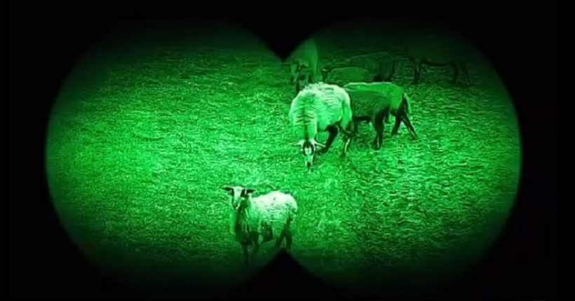 Отара овець вночі незаконно перетнула українсько-польський кордон