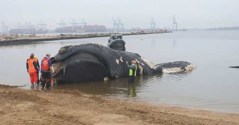 В США внаслідок зіткнення з судном загинув рідкісний кит