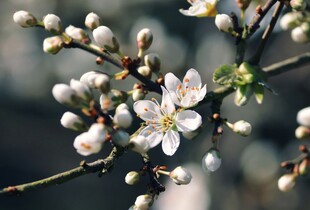 Місцями дощі: прогноз погоди в Україні на 15 квітня