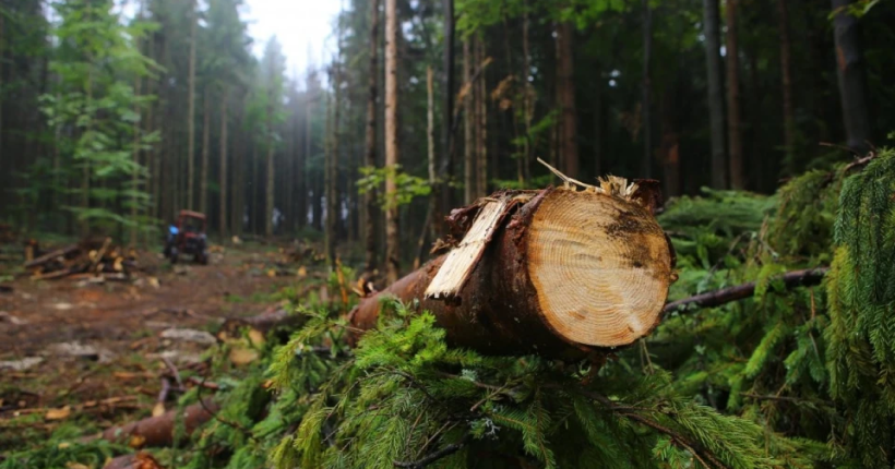 Збитки на 250 млн грн: керівництво лісгоспу на Прикарпатті роками незаконно рубало ліс на заповідній території