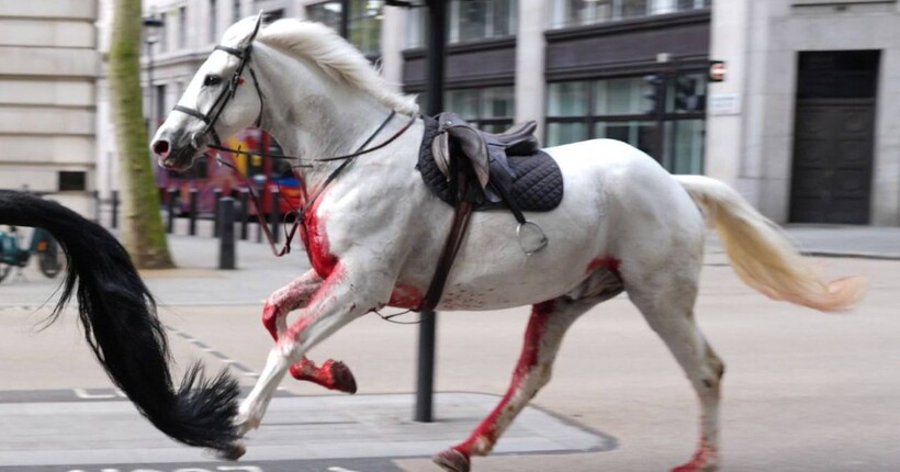 У Лондоні втекли армійські коні: постраждали люди