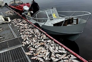 Мешканці Запоріжжя незаконно виловили риби на понад 3 млн грн