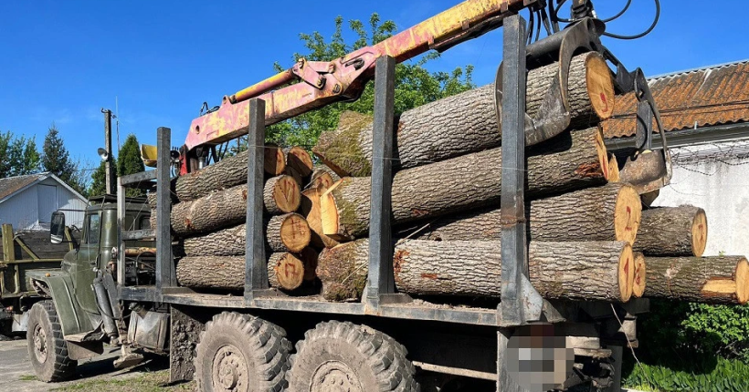 ​У трьох областях України викрили незаконні рубки дерев на майже 15 млн грн