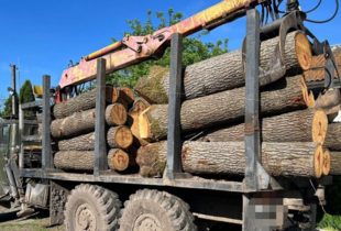 ​У трьох областях України викрили незаконні рубки дерев на майже 15 млн грн