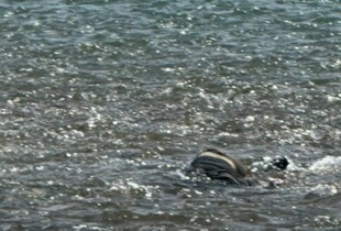 В Тисі потонули ще троє чоловіків – одному з них було всього 20 років
