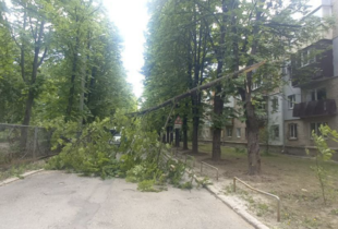 Сильний вітер у Харкові повалив дерева та пошкодив дахи (фото)