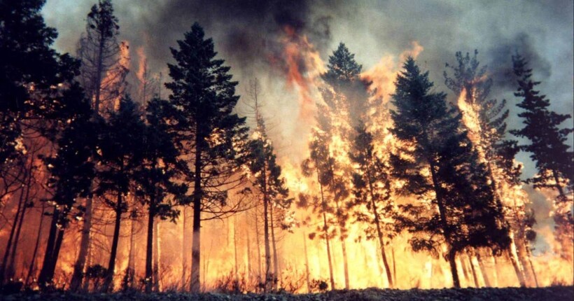 Окупанти завдали шкоди довкіллю на 17 млрд грн через лісові пожежі на Луганщині