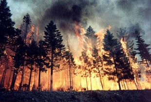 Окупанти завдали шкоди довкіллю на 17 млрд грн через лісові пожежі на Луганщині