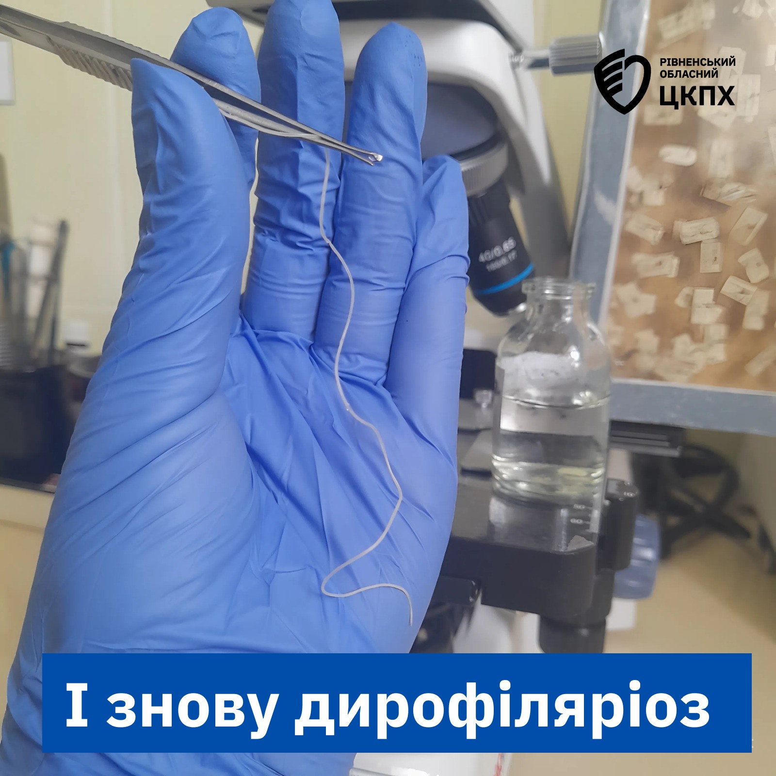 дирофіляріоз