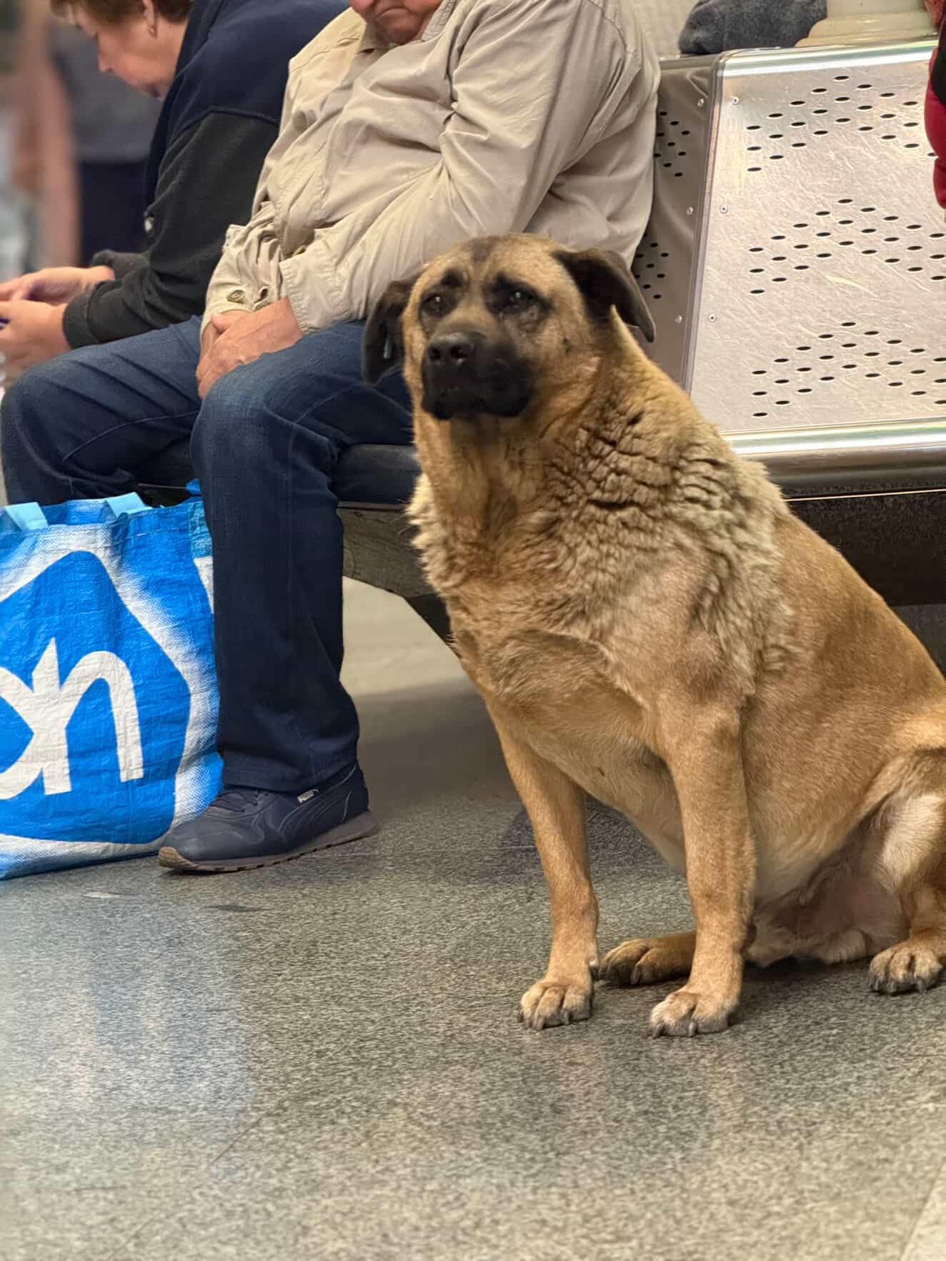 не пустили собаку у метро