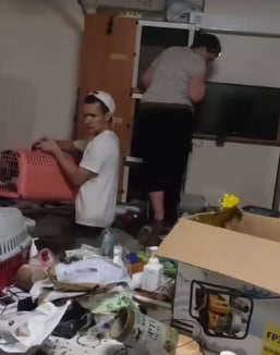 Одеса притулок для котів