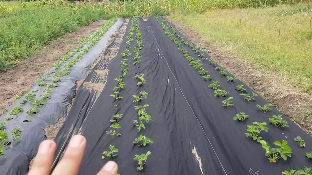 агроволокно на городі