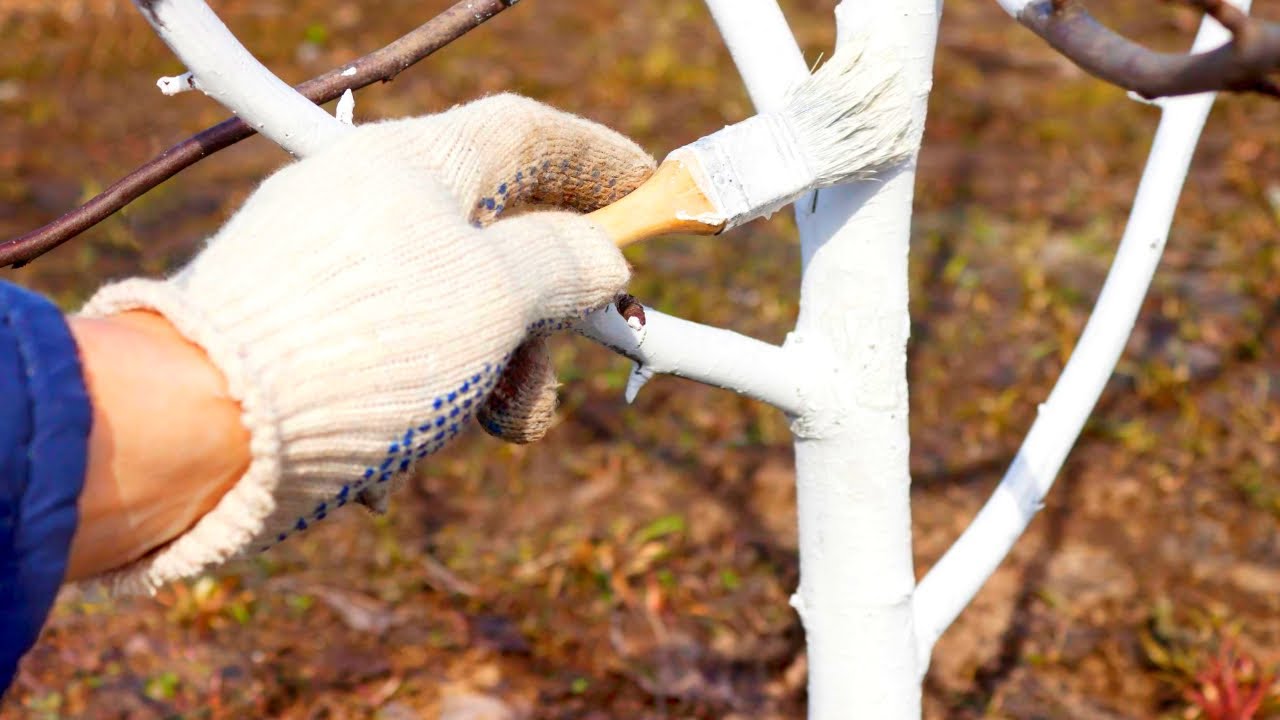 Як білити дерева