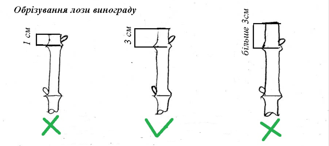 Схема обрізки винограду