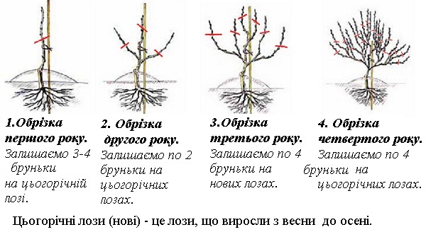 Як обрізати виноград