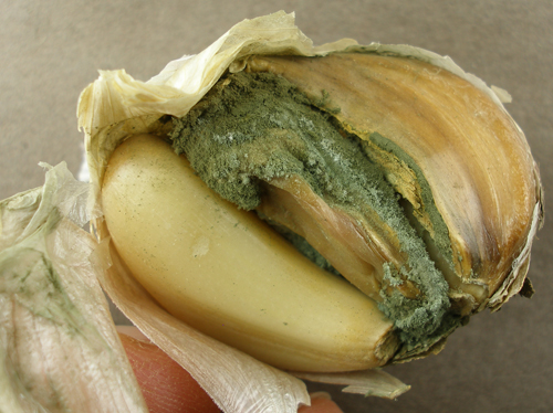 пліснявий часник