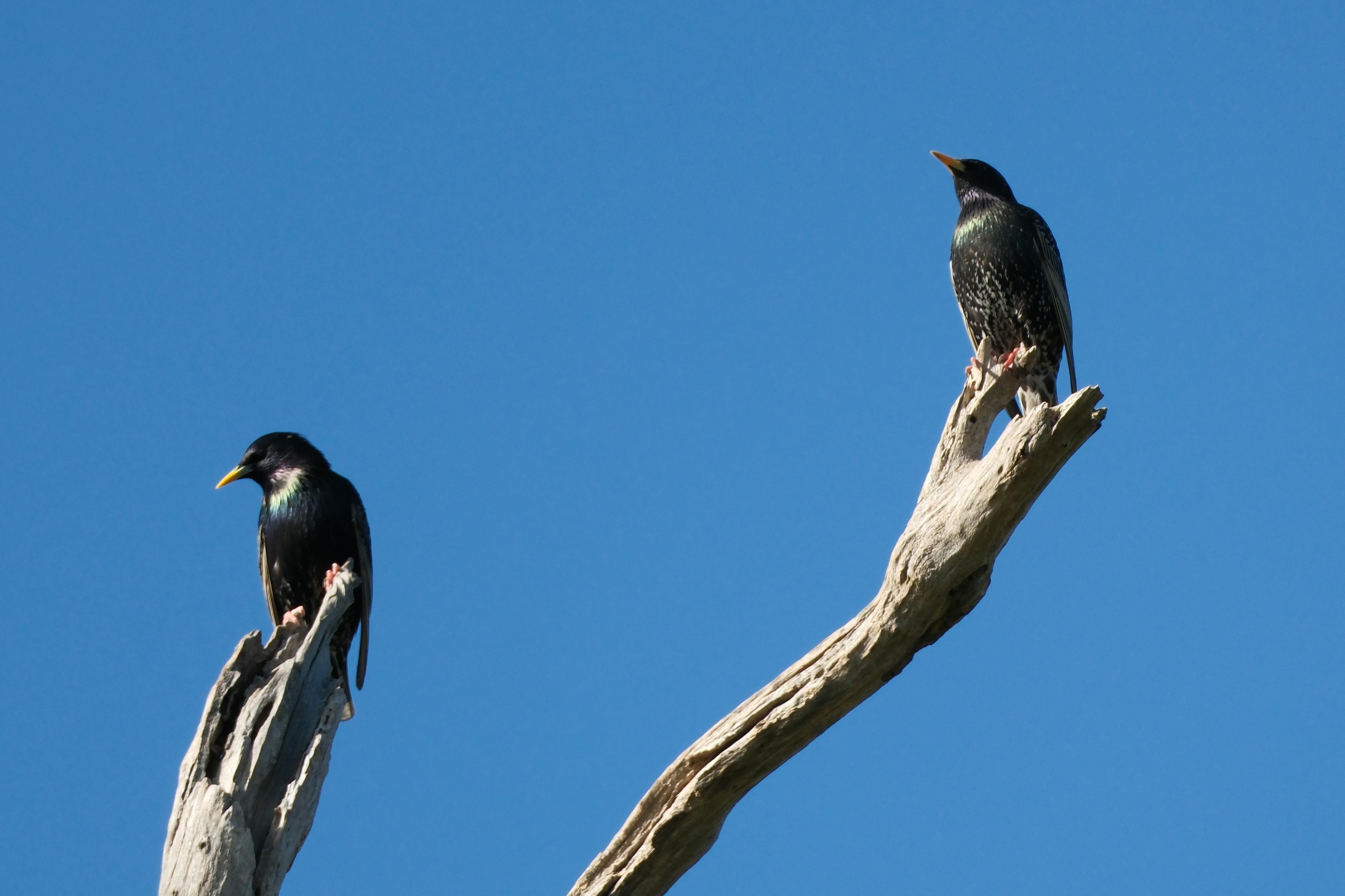 Прикмети листопада