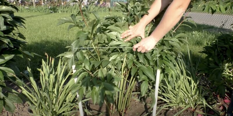 як підв'язати піони