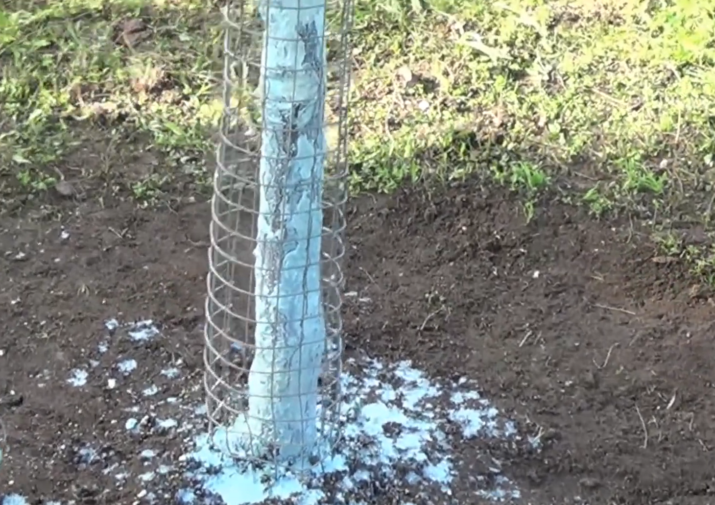 Як білити дерева